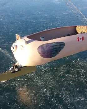 windpig on ice