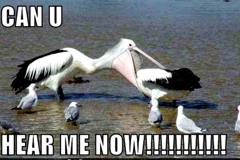 bird-funny-animal-humor-19945196-780-520