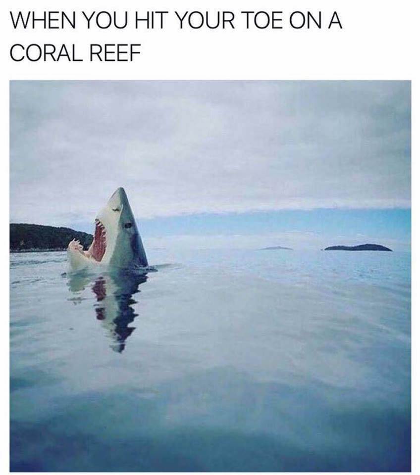 17634722 10208484517372081 1316470010026791626 n