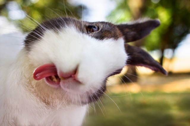 selfie virus detected in animals they look better than humans too 640 21