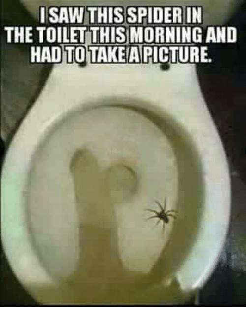 i-saw-this-spider-in-the-toilet-thismorning-and-hadto-4132731