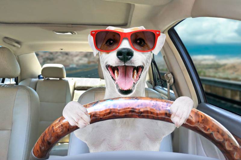 portrait-funny-dog-behind-wheel-car-jack-russell-terrier-sunglasses-151057370