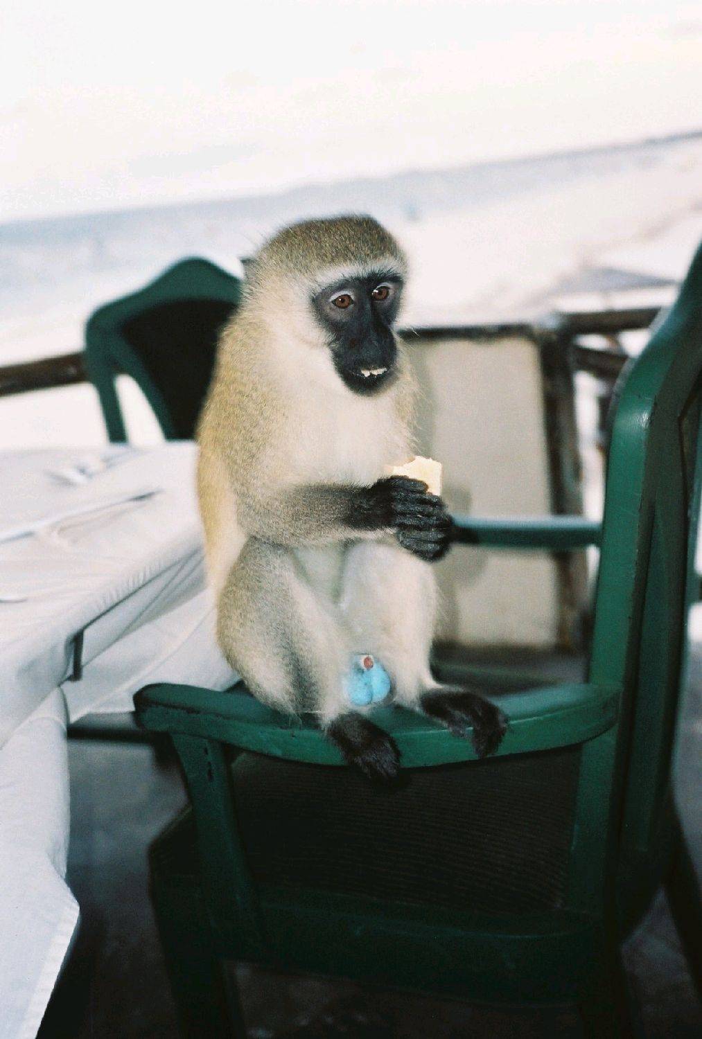 Blue balls %28photo of monkey by Peter Klashorst%29