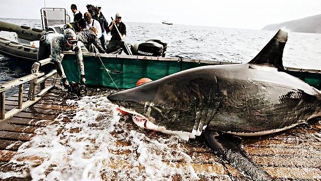891942-landing-kieko-shark-mercboat-lifting-from-water-davidolsonwaterc