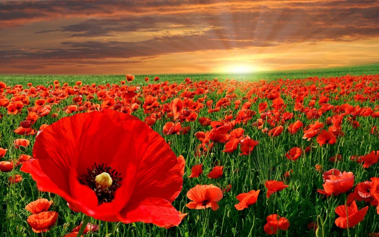 9315 red-poppy-flowers-1280x800
