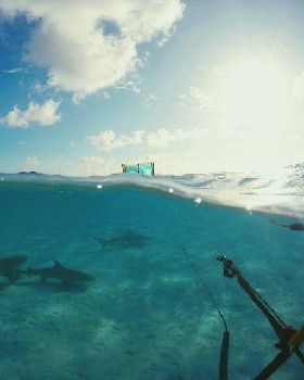 sharks