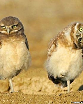 birds