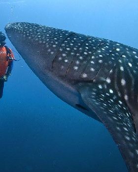 spotty shark