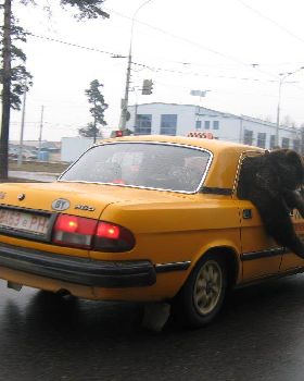 Bear In Cab Belaurs