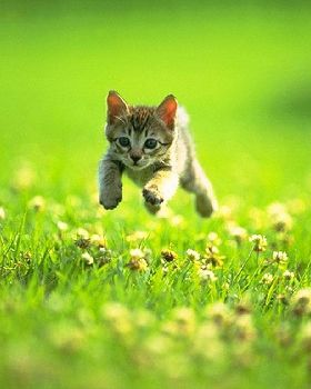 kitten-5