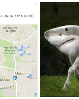 Land shark