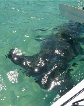 moreton island canoeing