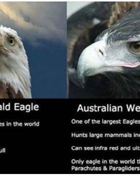 eagle