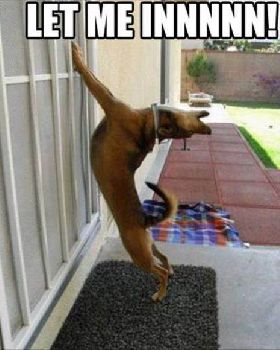 let me in