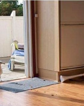 seagul scare