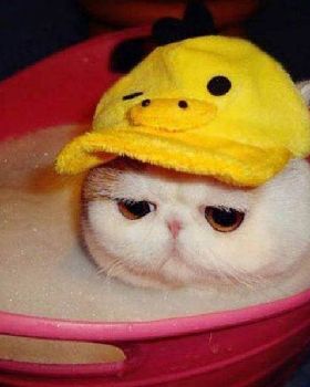 sad-bath-cat-700x597