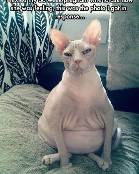 pregnancy