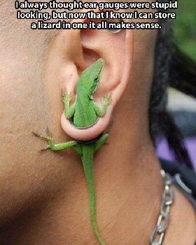 ear-gauges