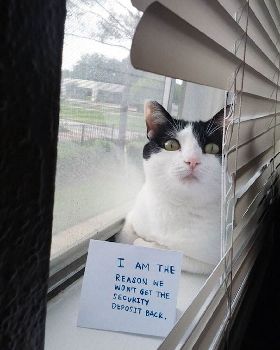 cat-shaming-22  605