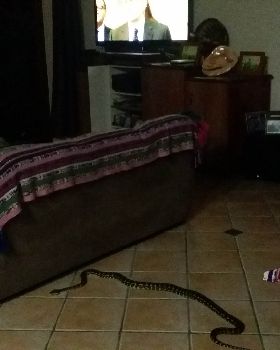 Carpet Snake