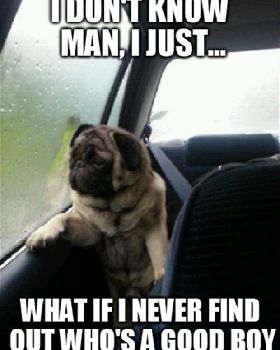 funny-dog-meme
