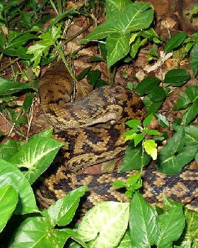 Snake 1