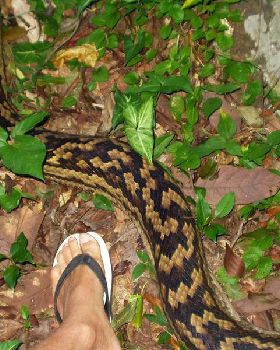 Snake 2