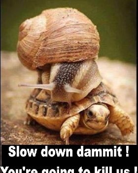 turtle.jpg