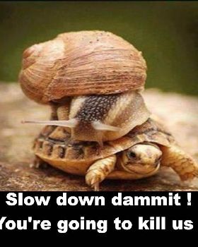 turtle.jpg