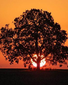 sunset tree s