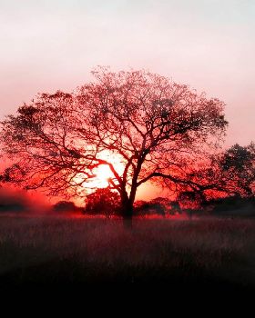 ws Sunset tree 1024x768