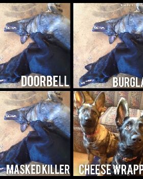 dogs