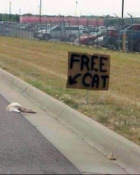 free-cat