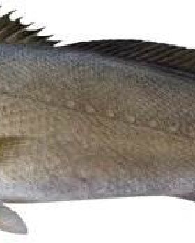 mulloway
