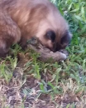 bloody bird killer cat