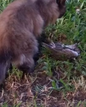 bloody bird killer cat