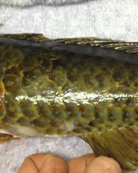 Fish
