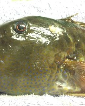 Fish