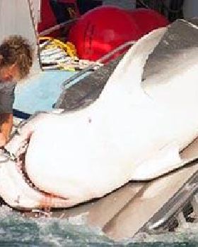 home-tiger-shark-killed-01-IMG 0626-590x250