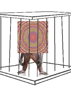 Bonobo