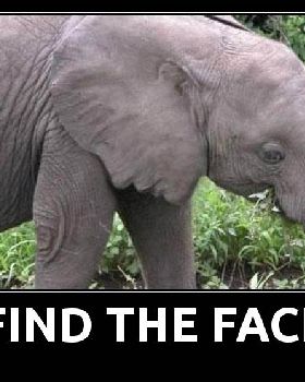 Find-The-Face-In-Elephant-Optical-Illusion-Picture