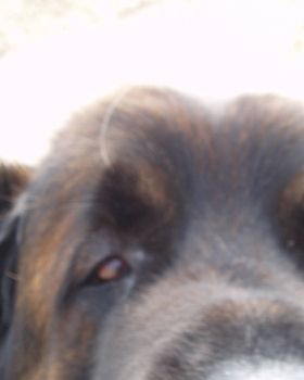 Bellman. Our Leonberger