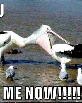 bird-funny-animal-humor-19945196-780-520