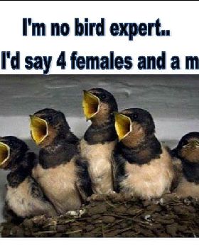 bird