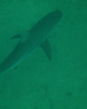 Small shark taken with an Olympus Mju770SW