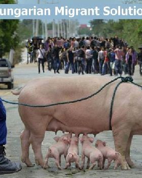 Migrants