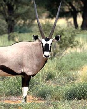 gemsbok