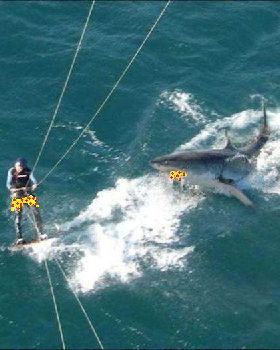 shark kite