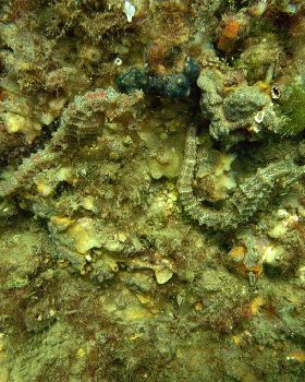 Sea horses
