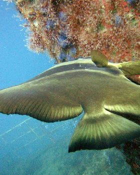 shy batfish